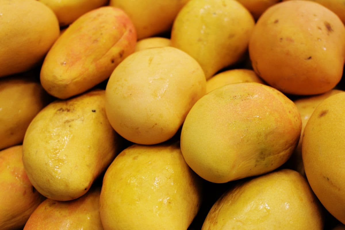 Fresh Chaunsa mangoes